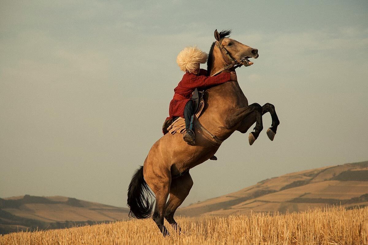 تصاویری از زیباترین اسب ایرانی که دست پرورده عشایر است!