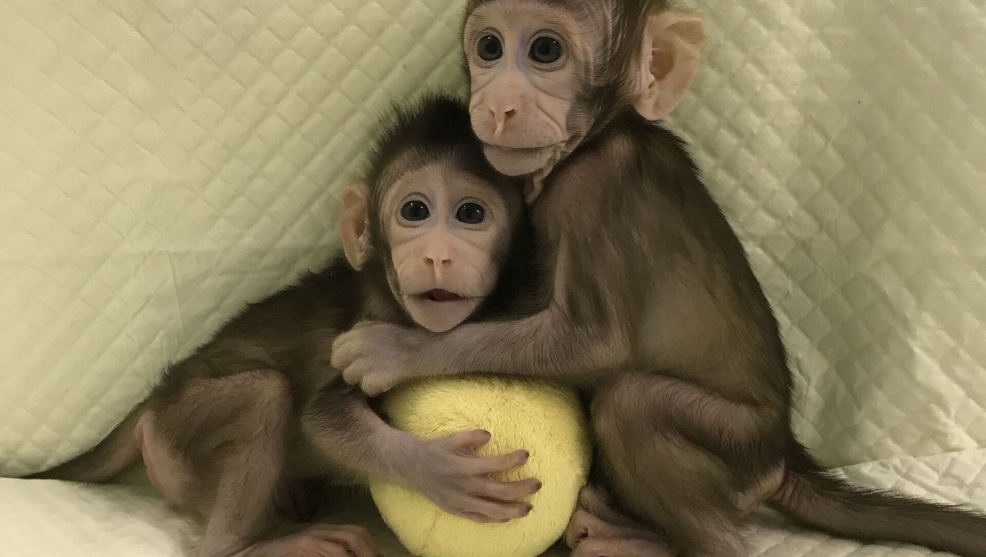 میمون ReTro، میمونی که با موفقیت در چین شبیه‌سازی شده و ۲ سال است که زنده مانده (یک پزشک)
