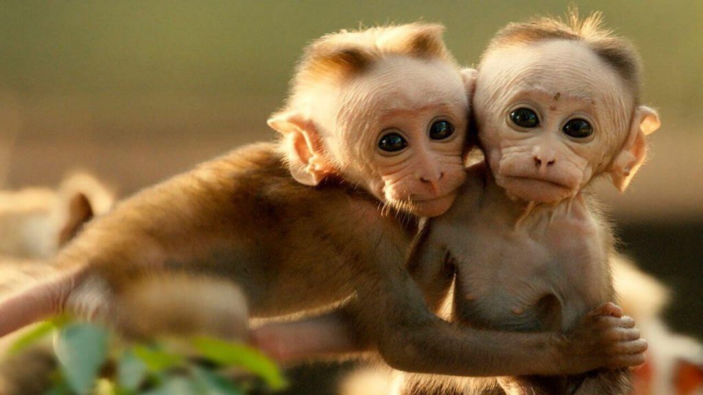 میمون ReTro، میمونی که با موفقیت در چین شبیه‌سازی شده و ۲ سال است که زنده مانده (یک پزشک)