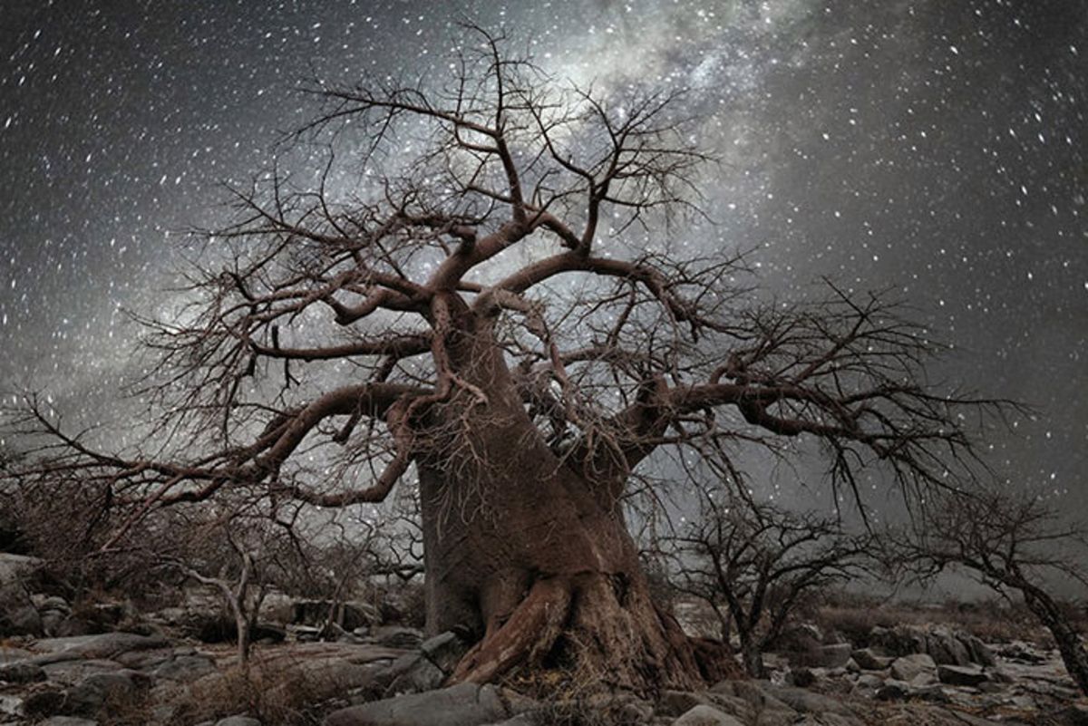 چشم‌انداز تماشایی از درختان کهنسال در شب پرستاره (زومیت)