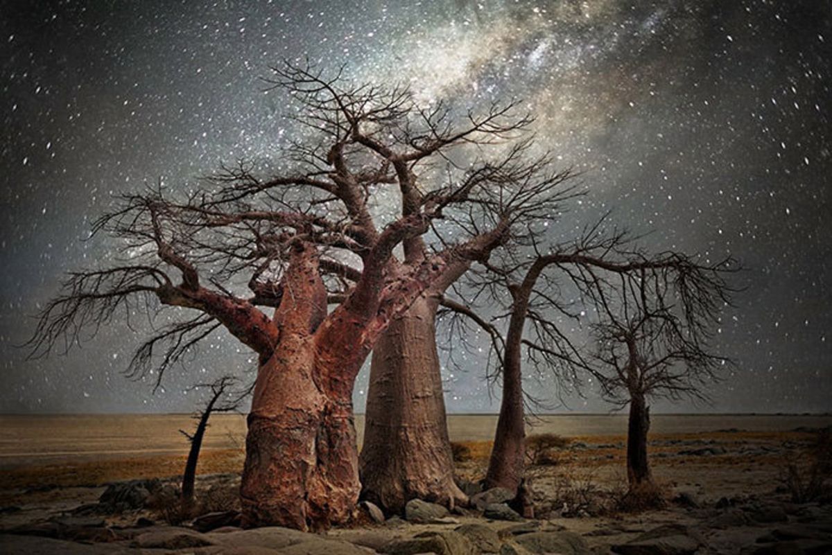 چشم‌انداز تماشایی از درختان کهنسال در شب پرستاره (زومیت)