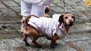 سگ‌های خانگی مجهز به لباس زمستانی