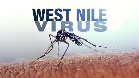 ویروس نیل غربی چیست؟ / چگونه مبتلا می‌شویم، چه علائمی دارد و چگونه درمان می‌شود؟ (عصرایران)
