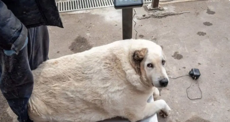 چاق‌ترین سگ خیابانی با ۱۰۰ کیلوگرم وزن!