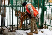 نجات حیوانات وحشی آسیب دیده در جنگ اوکراین