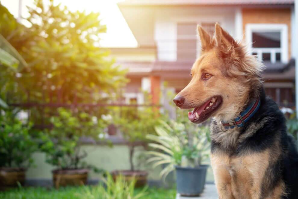 تفاوت سگ‌های آپارتمانی و سگ‌های نگهبان (یک پزشک)