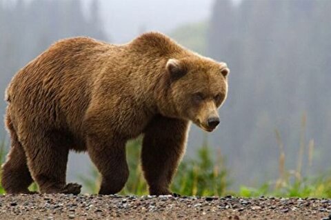 - لحظه‌ حمله خرس به مجری وسط برنامه!