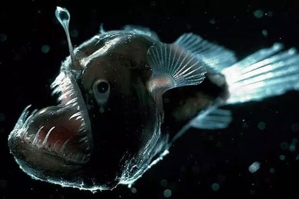 ۱۰ گونه از عجیب‌ترین و ترسناک‌ترین موجودات اعماق دریا (برترین ها)