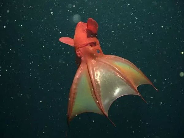۱۰ گونه از عجیب‌ترین و ترسناک‌ترین موجودات اعماق دریا (برترین ها)