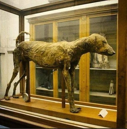 عکس حیرت‌انگیز از مومیاییِ ۳۵۰۰ساله‌ی یک سگ