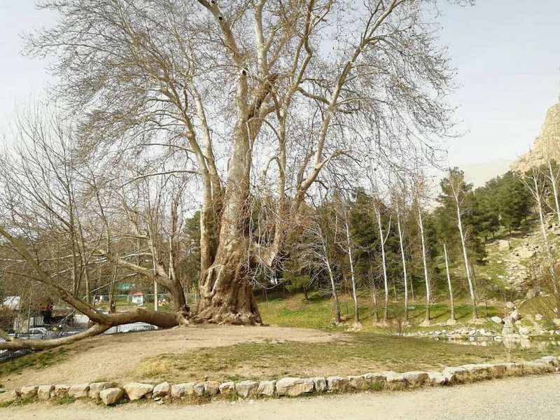 یک درخت زیبا و کهنسال در ایران ۶۰۲ ساله شد!