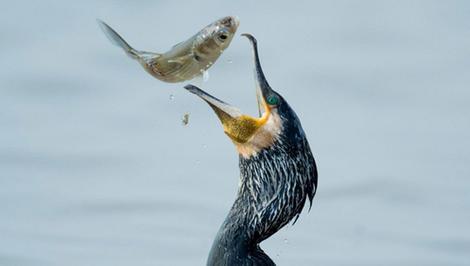 اشتها و ظرفیت عجیب این پرنده در خوردن ماهی  (عصرایران)