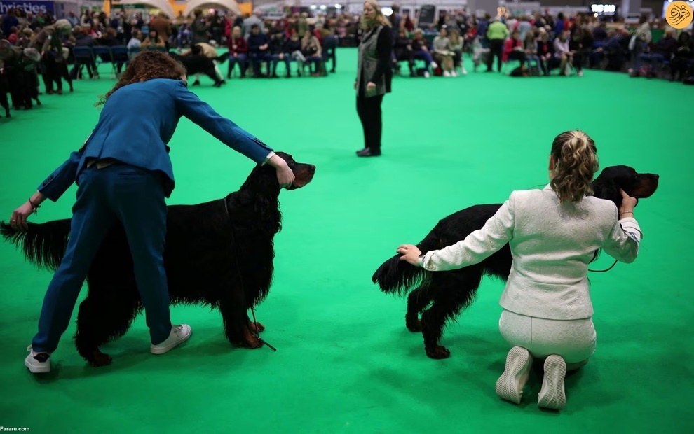 بزرگترین نمایشگاه سگ‌های خانگی در جهان (فرارو)