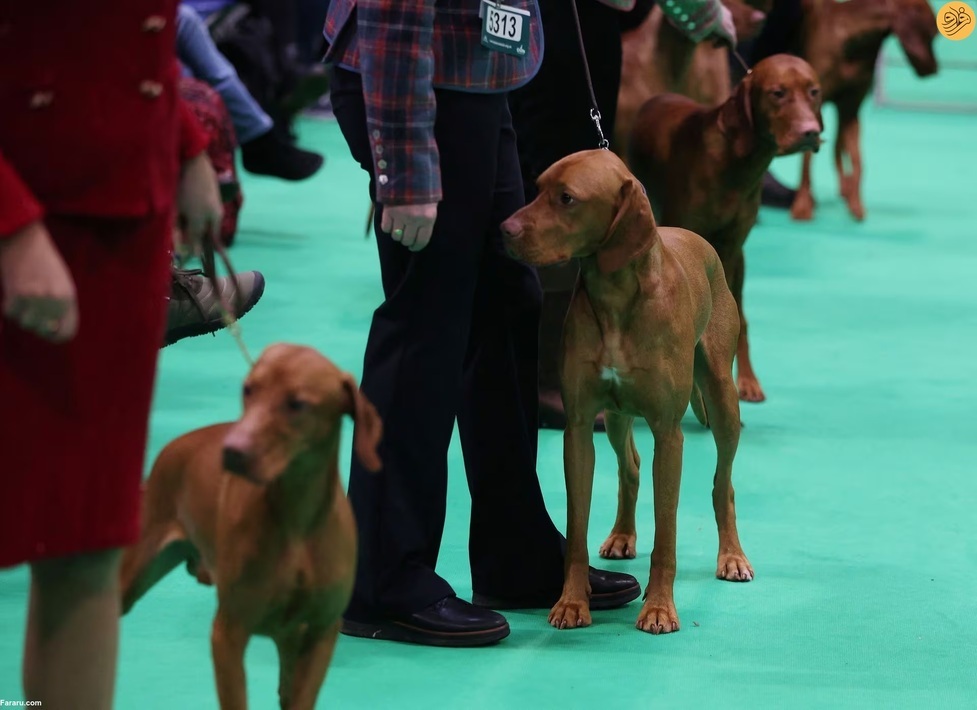 بزرگترین نمایشگاه سگ‌های خانگی در جهان (فرارو)