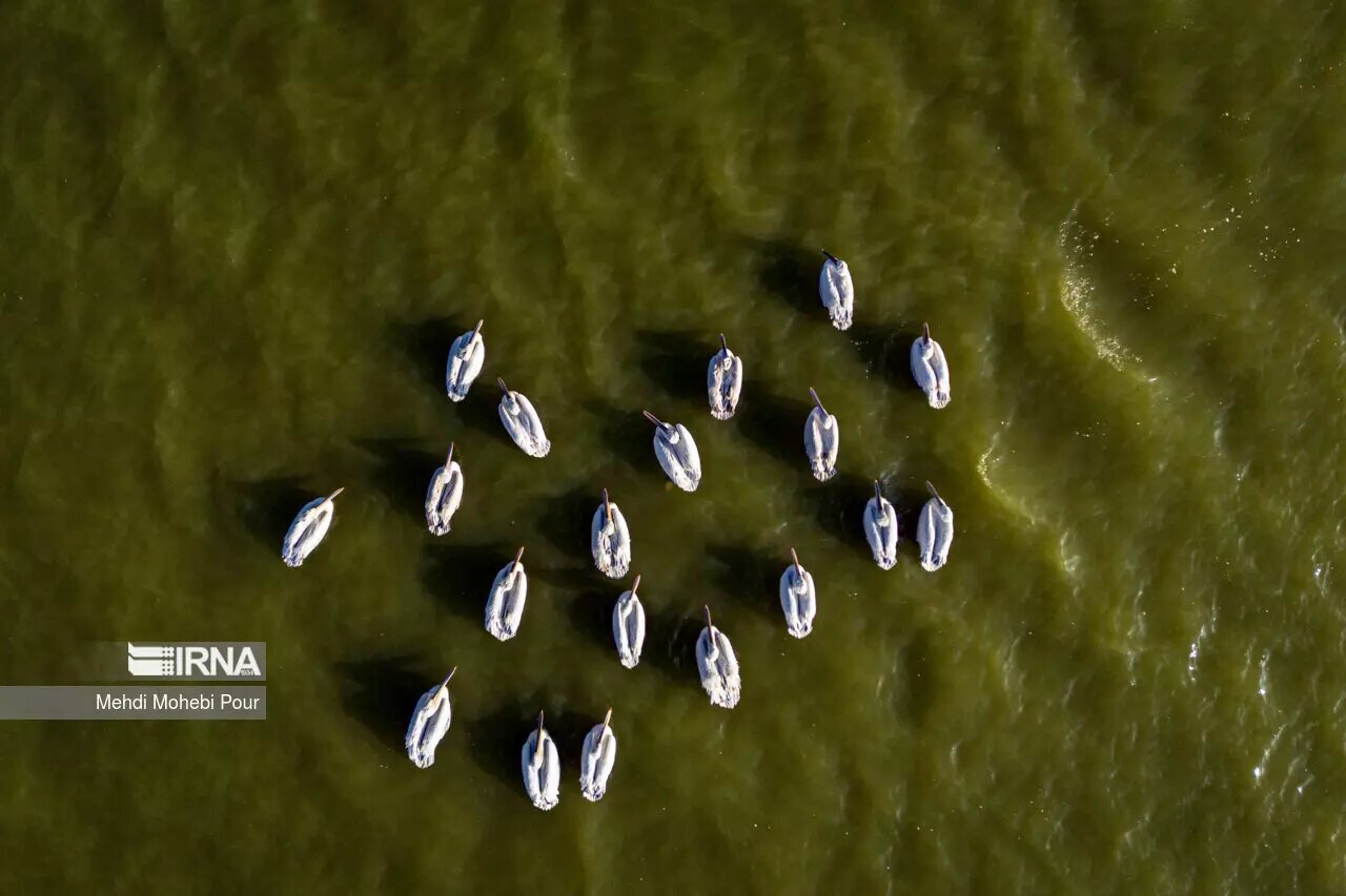 تصاویر زیبا از وارد شدن فلامینگوها به تالاب میانکاله  (ایرنا)