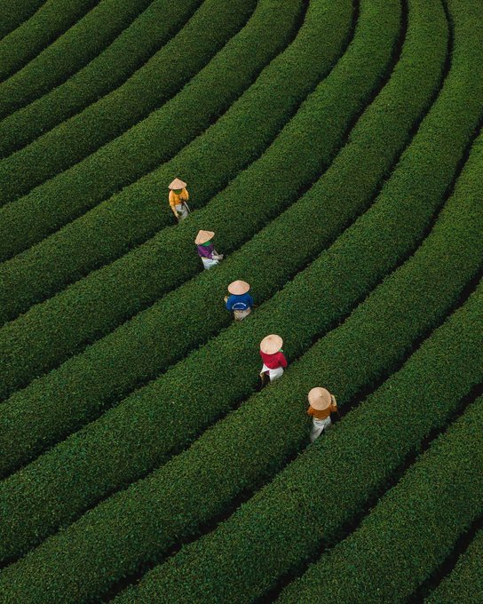 تصویر هوایی از برداشت چای از مزارع ویتنام
