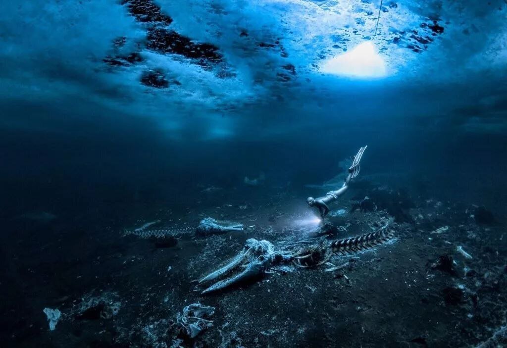 این عکس برنده مسابقه عکاسی زیر آب ۲۰۲۴ شد