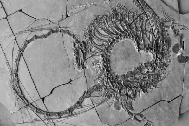 کشف فسیل ۲۴۰ میلیون ساله «اژدها» در چین