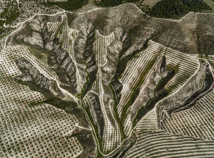عکس‌های هوایی تام هگن از باغ‌های زیتون اسپانیا – الگو‌های زیبای مواج و سنت‌های قدیمی (یک پزشک)
