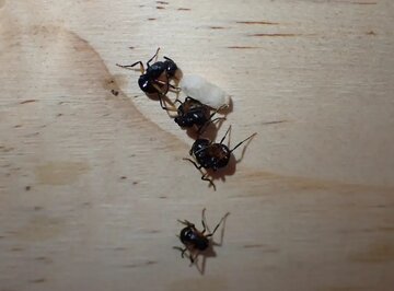 مورچه‌های حیرت‌انگیزی که خود را به مُردن می‌زنند