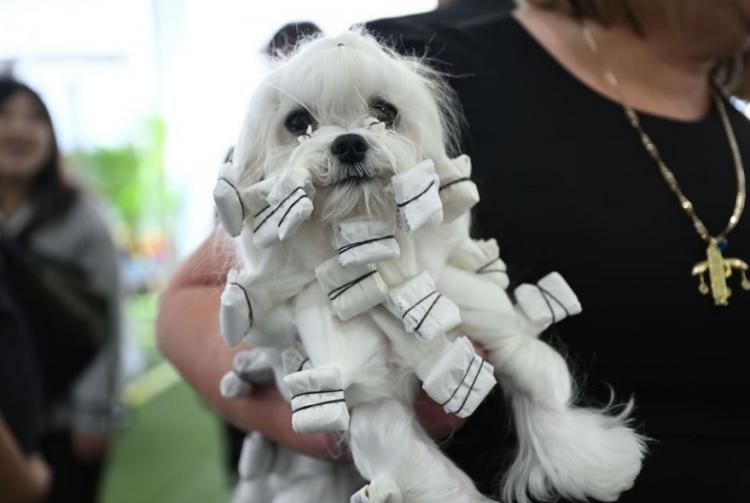 نمایشگاه سگ‌های خانگی ۲۰۲۳ در نیویورک (سرپوش)