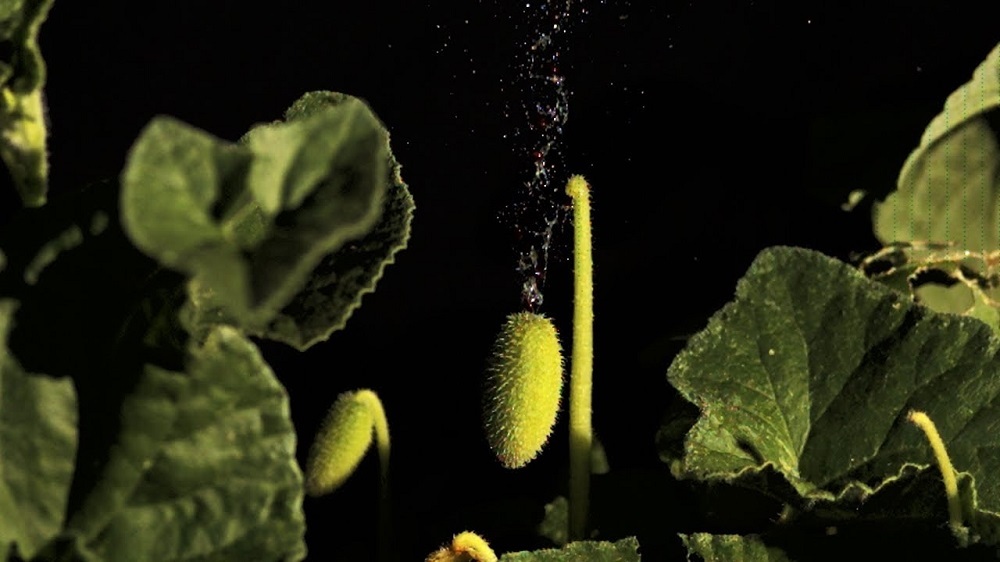 خیار آبپاش؛ گیاه عجیبی که مایع درون خود را تا ۶ متر پرتاب می‌کند! (عصرایران)