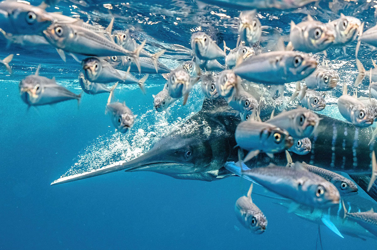 برندگان مسابقه عکاس سال زیر آب در سال ۲۰۲۱