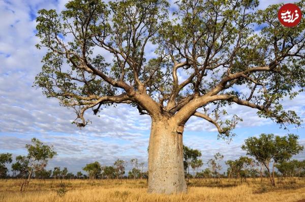 درختانی با نماد‌های اسرارآمیز در صحرای استرالیا (سرپوش)