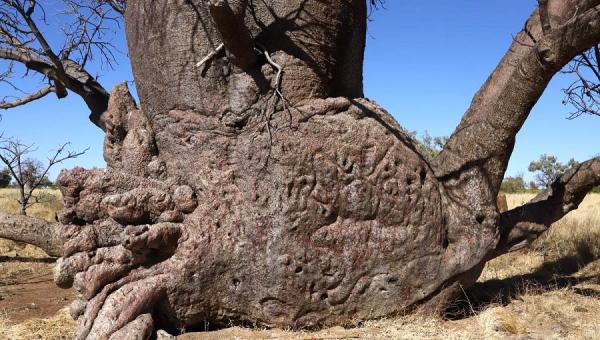 درختانی با نماد‌های اسرارآمیز در صحرای استرالیا (سرپوش)
