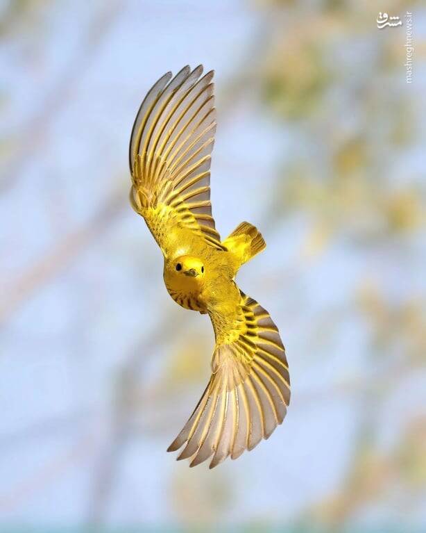پرواز زیبای چکاوک زرد