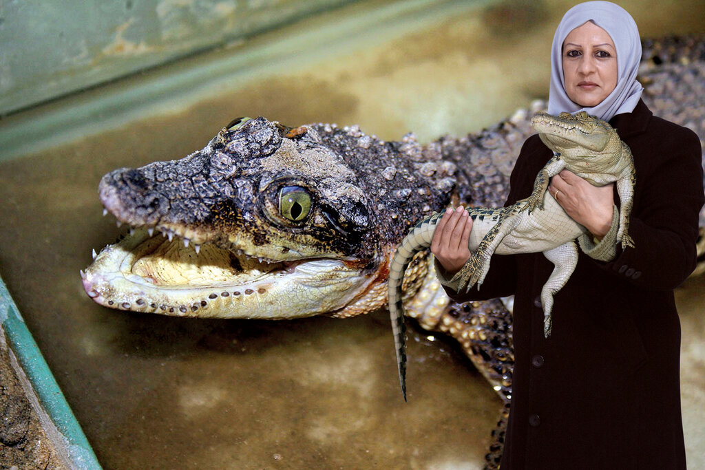این زن نخستین پرورش دهنده کروکودیل در ایران است
