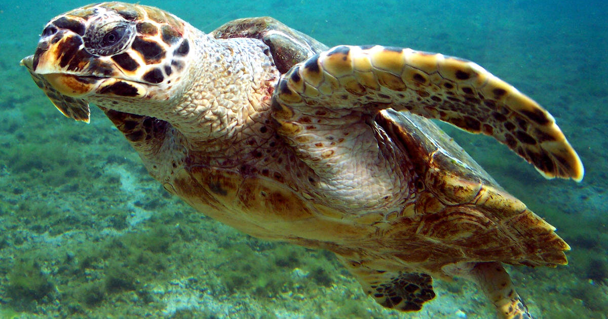 این لاک‌پشت‌های غول‌پیکر در ایران ساکن هستند!
