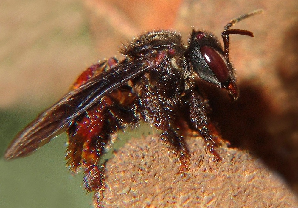 زنبور کرکس؛ عجیب‌ترین زنبور جهان که با گوشت مرده جادو می‌کند (عصرایران)