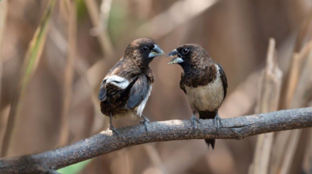 پرندگان به یک دلیل عجیب از هم طلاق می‌گیرند!