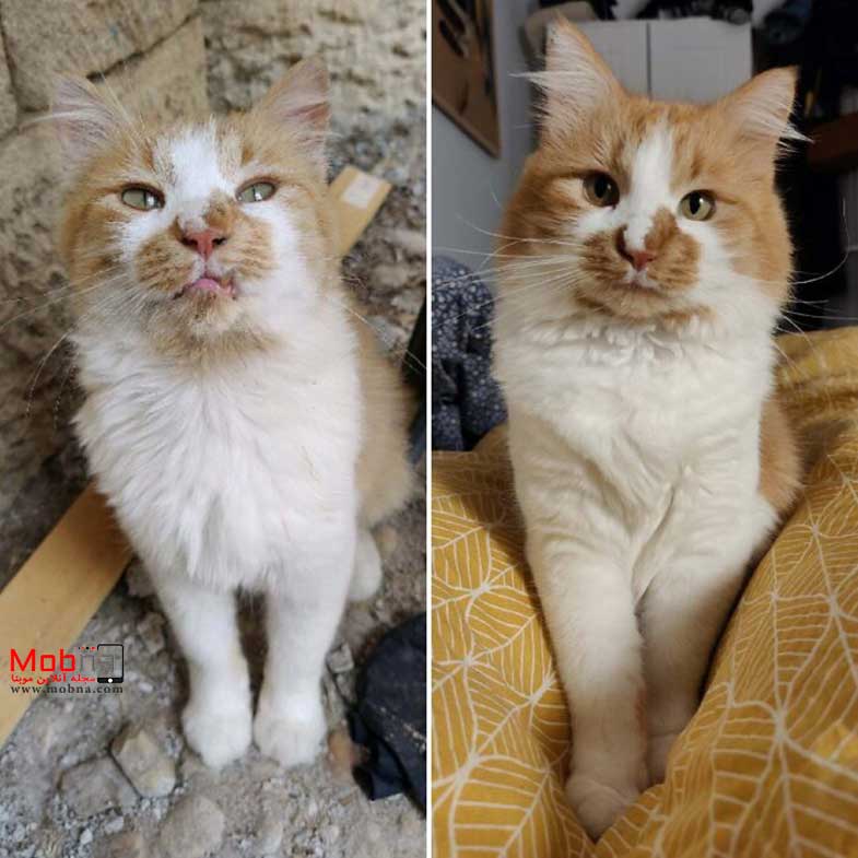 قبل و بعد گربه‌های خیابانی