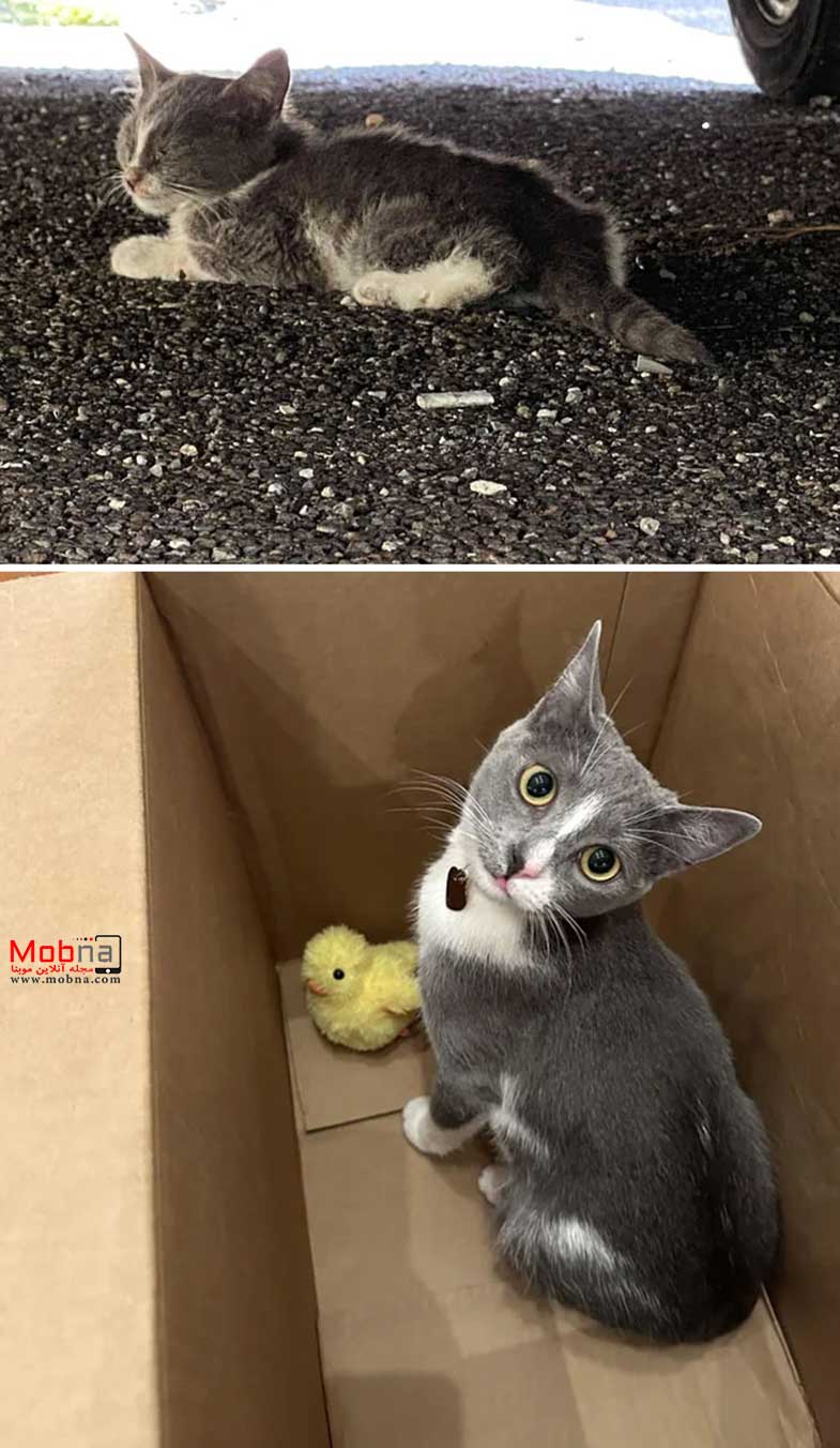قبل و بعد گربه‌های خیابانی