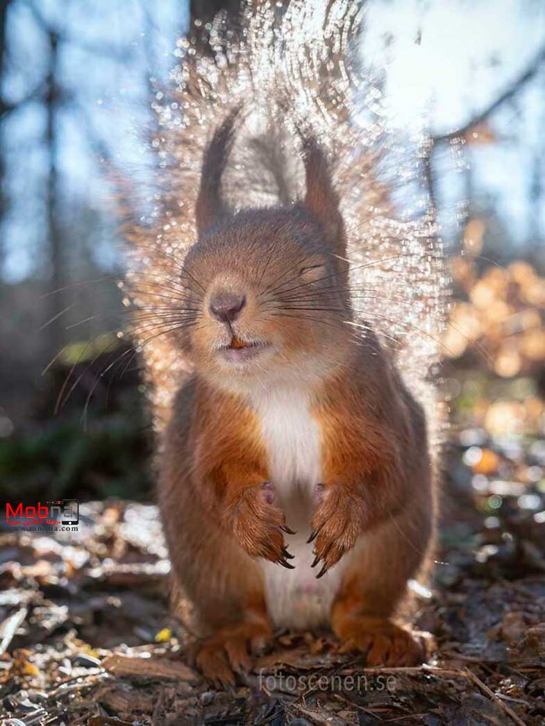 ژست‌های احساسی سنجاب‌ها برای عکاسی (موبنا)