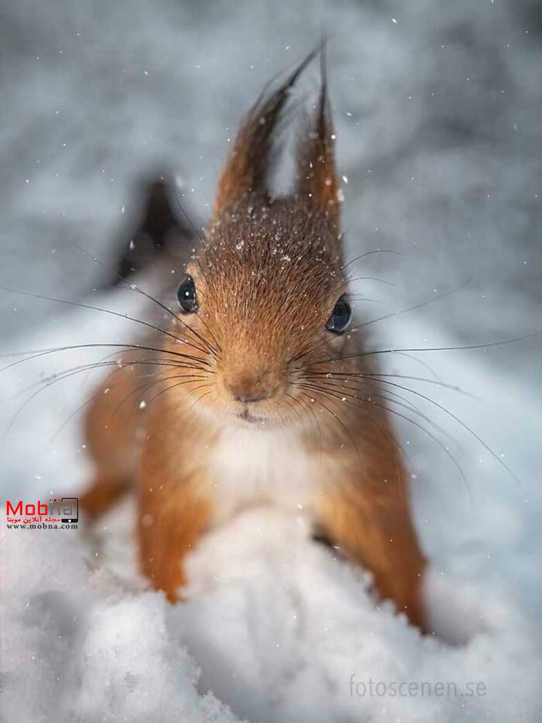 ژست‌های احساسی سنجاب‌ها برای عکاسی (موبنا)