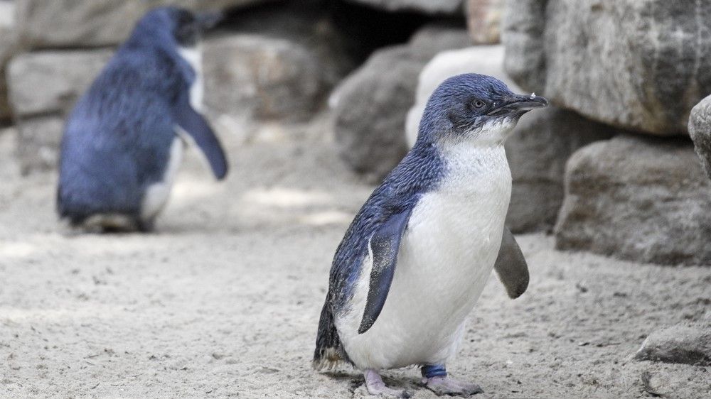 کشف شواهد فسیلی از کوچک‌ترین پنگوئنی که تاکنون روی زمین زندگی کرده است (زومیت)