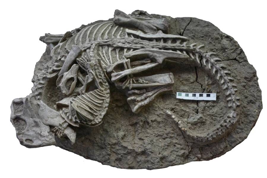 فسیل باورنکردنی کشف شده در چین یک دایناسور و یک پستاندار را در نبرد تا سرحد مرگ نشان می‌دهد (یک پزشک)