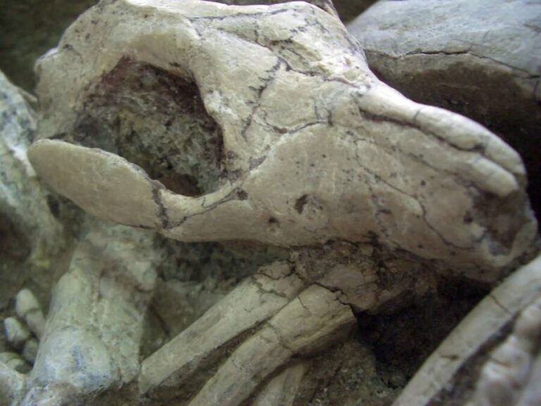 فسیل باورنکردنی کشف شده در چین یک دایناسور و یک پستاندار را در نبرد تا سرحد مرگ نشان می‌دهد (یک پزشک)