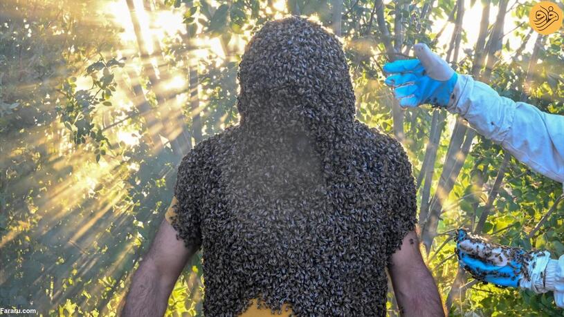 مردی با هزاران زنبور عسل روی بدنش (فرارو)