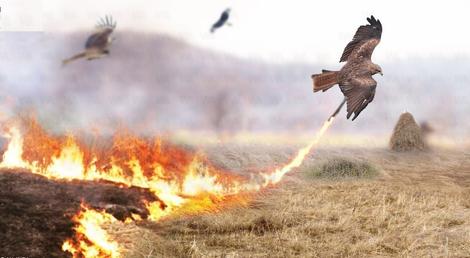 پرنده‌ای که استرالیا را برای غذا آتش می‌زند