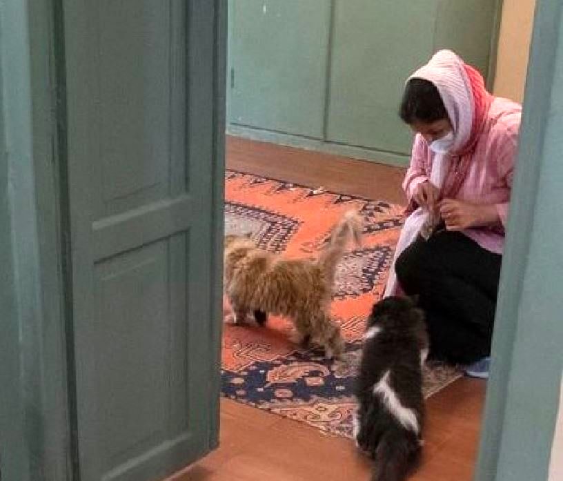 موزه گربه ایرانی دوباره پلمپ شد!