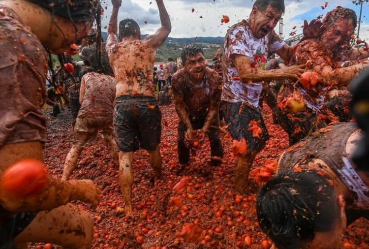 جشنواره مبارزه با گوجه فرنگی در کلمبیا (سرپوش)