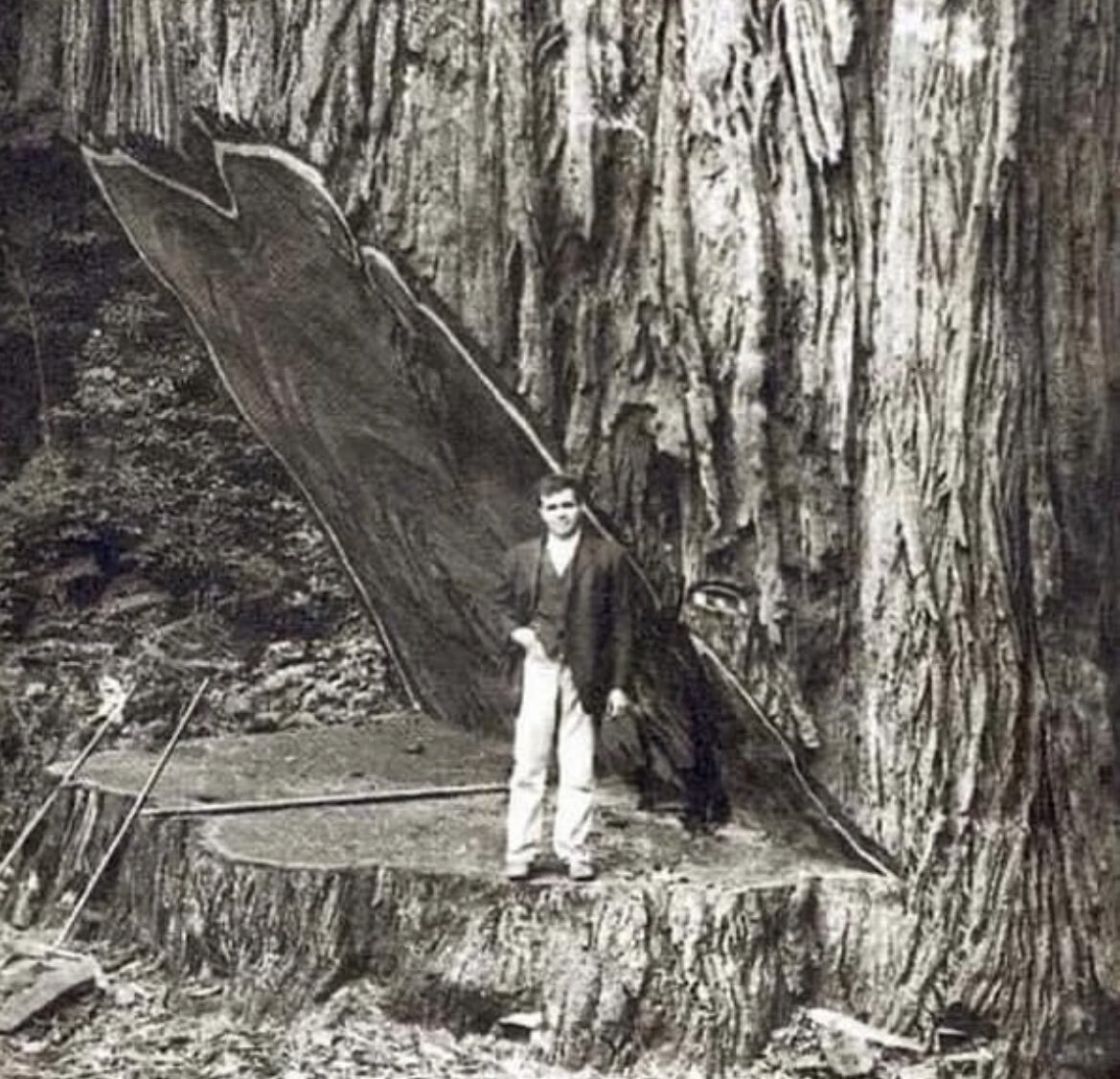 عکسی نادر از یک درخت ۲۶۰۰ ساله