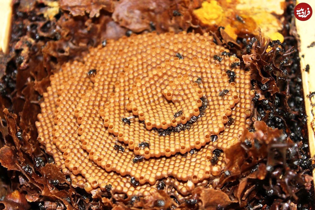 راز ریاضیاتی «کندوهای مارپیچ» که زنبورهای استوایی می‌سازند (فرادید)