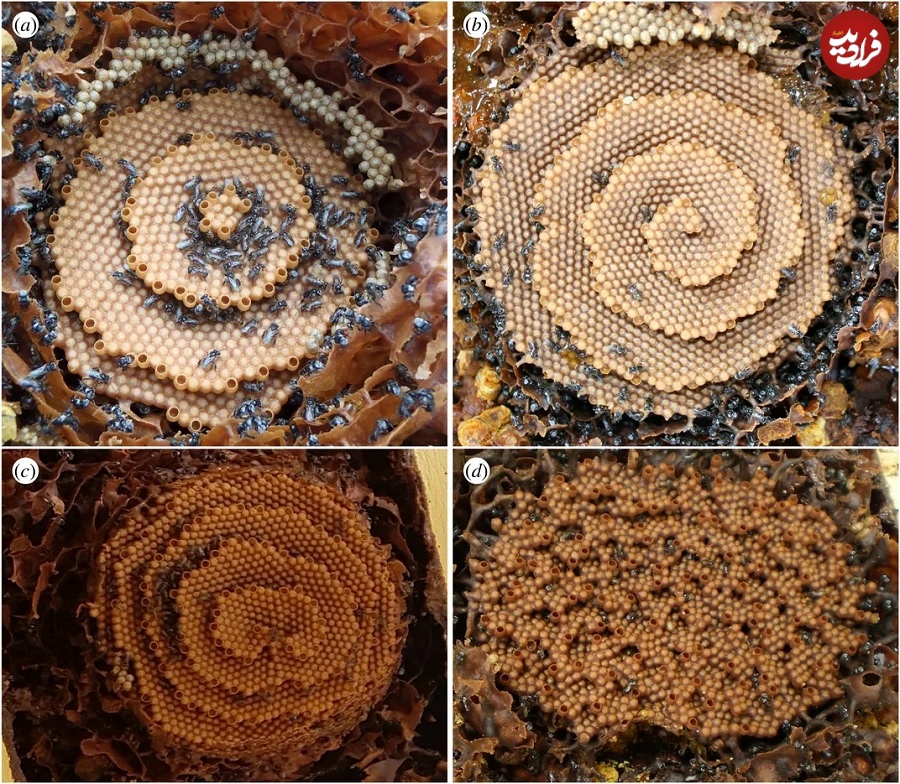 راز ریاضیاتی «کندوهای مارپیچ» که زنبورهای استوایی می‌سازند (فرادید)