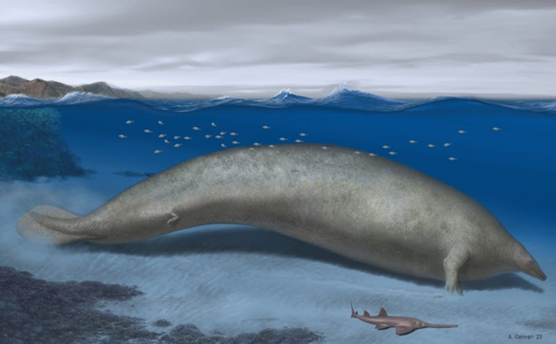 بقایای سنگین‌ترین حیوان تمام دوران ممکن است در صحرای پرو پیدا شده باشد: پروسیتوس کلوسوس (یک پزشک)