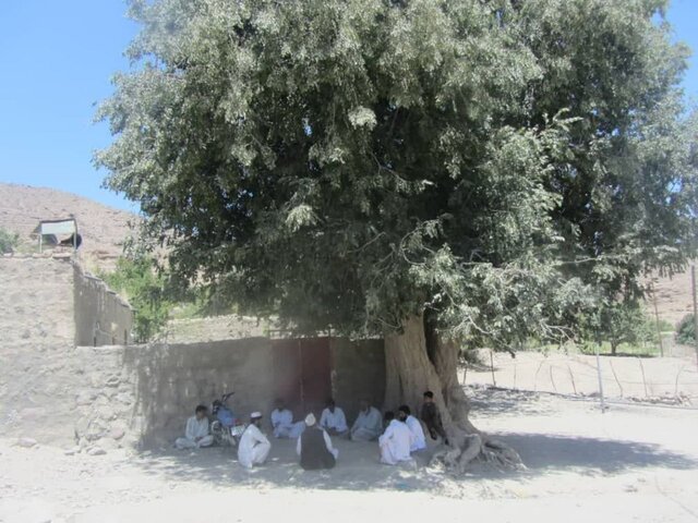 عکسی از یک درخت ۴۷۰ ساله در میرجاوه
